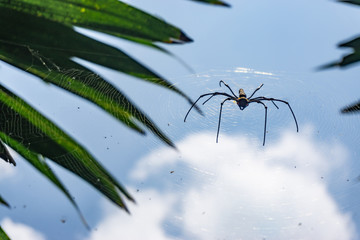 Spider and spiderweb in the air