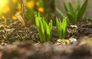 Sprout of nasiscuss the green plant