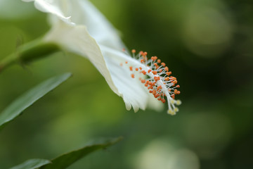 Flowers carpel nature soft focus closeup blur background pollen, Hibiscus pink and white flower.
