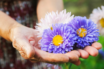 Natural texture of summer flowers asters. Multicolored asters in the wrinkled hands of an elderly...