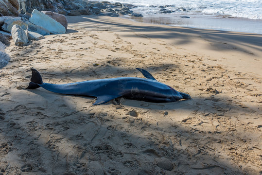 Deceased Dolphin Body on a Mediterranean Beach in Southern Italy