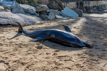 Deceased Dolphin Body on a Mediterranean Beach in Southern Italy