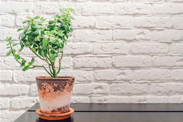 Rustic-style home plant in a clay pot on the shelf against a white brick wall in the apartment entrance hall
