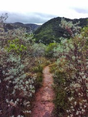 road in forest mountain pathway nature