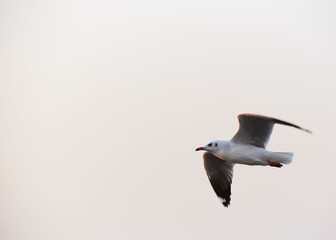 A beautiful seagull flying on blue sky background