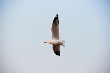 A beautiful seagull flying on blue sky background
