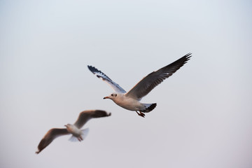 Two beautiful seagulls flying on blue sky background