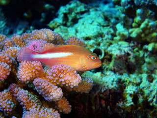 Grouper
