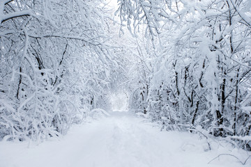 beautiful winter forest and the road