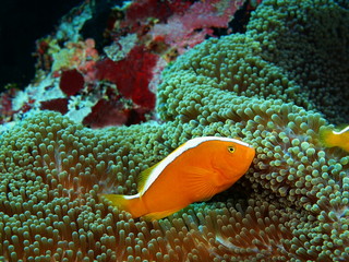 Clownfish