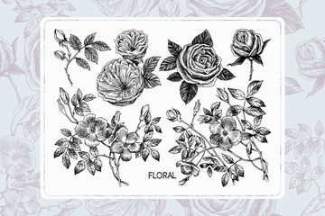 Wild roses blossom branch isolated on white. Seamless pattern on back. Vintage botanical hand drawn illustration. Spring flowers of garden rose, dog rose. Vector design. Can use for greeting cards, we