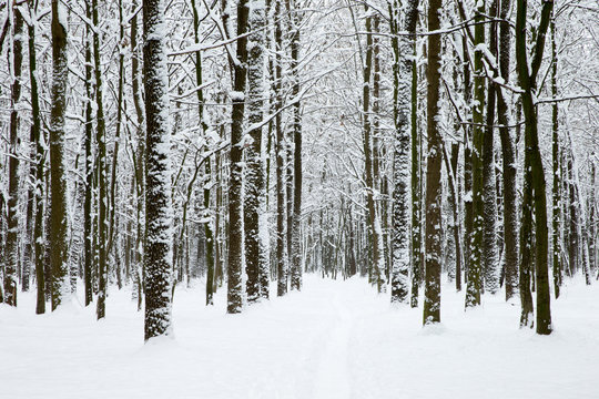 Fototapeta beautiful winter forest and the road