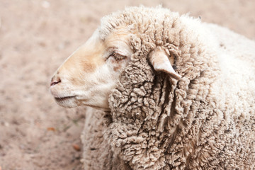 woolly sheep in zoo close up