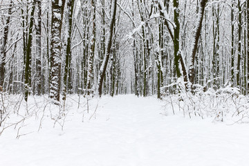 beautiful winter forest and the road