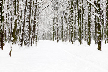 beautiful winter forest and the road