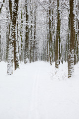 Fototapeta premium beautiful winter forest and the road