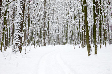 beautiful winter forest and the road