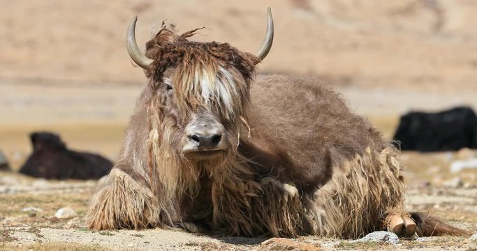 Yak wool and fur from Himalaya highlands. Large male bull in mountain pasture