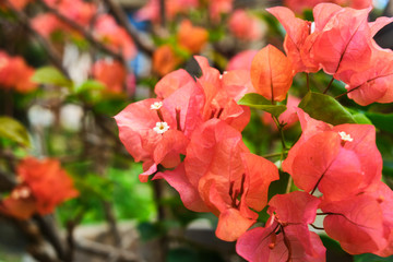 Exotic rare colorful tropical flower. Close-up. Beautiful and bright flowers of Sri Lanka. 
