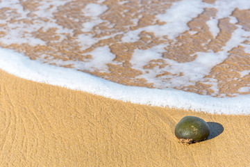Sponge on a Sandy Beach with Surf and Foam