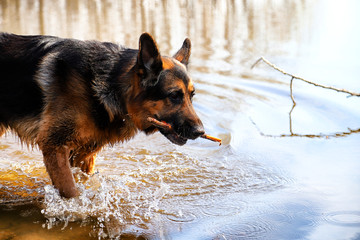 Dog German Shepherd in a water outdoors