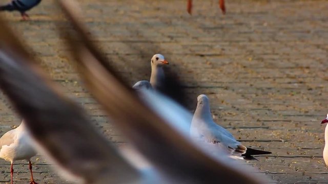Slender-billed Gulls or seagulls group eating snacks and grains on ground near a lake shore I Slender-billed Gull bird or seagull bird eating stock video