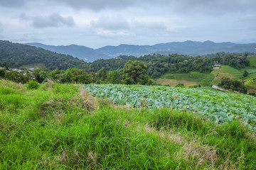 Fototapeta na wymiar Beautiful Landscape view on monjam mountain Chianmai City Thailand