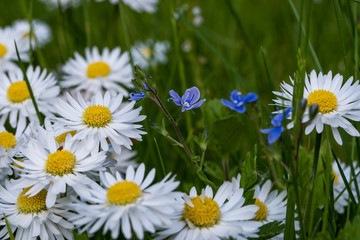 Blue Flowers, Daisies and Green Grass in the Spring