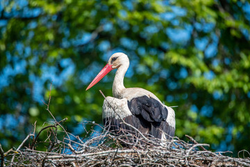 Female Stork Sitting in Her Nest in Latvia