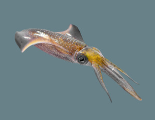 Sea squid on an isolated background