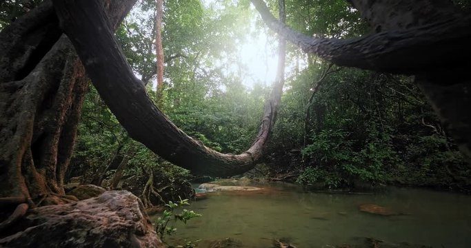 Jungle forest trees and lianas. Sun light shines through rainforest canopy and natural water stream flows among roots ans stone cascades