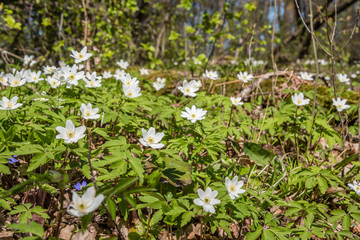 White Spring Flowers in a Latvian Wetlands
