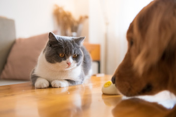 Golden retriever and cat looking at food on the table