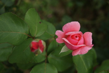rose