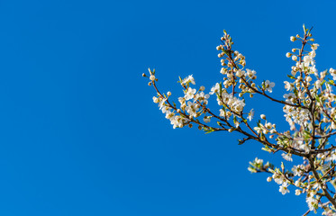 White Plum Blossoms in Spring in Latvia Against a Blue Background