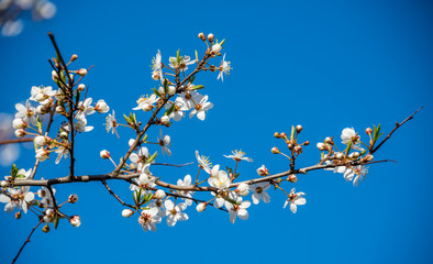 White Plum Blossoms in Spring in Latvia Against a Blue Background