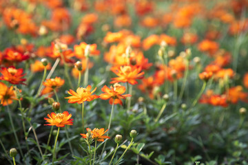 Cosmos flower in the garden