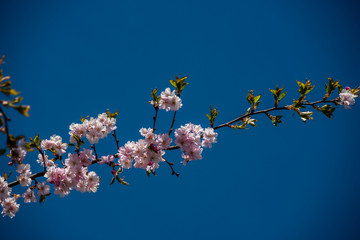 Pink Japanese Cherry Blossoms in Spring in Latvia Against a Blue Background