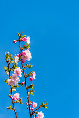 Pink Japanese Cherry Blossoms in Spring in Latvia Against a Blue Background