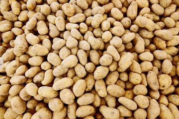 fresh raw pile of potato background