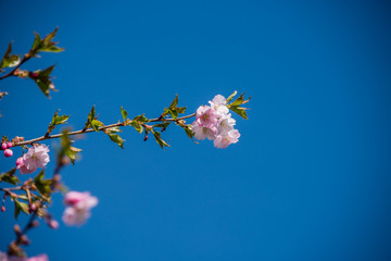 Pink Japanese Cherry Blossoms in Spring in Latvia Against a Blue Background
