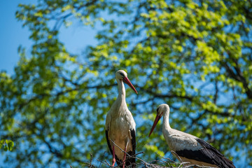 Female Stork Sitting in Her Nest in Latvia