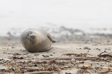 L&auml;chelnde Robbe frontal