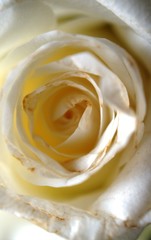 rose,rose, flower, white, macro, nature, love, beauty, yellow, beautiful, petal, flora, closeup, soft, petals, plant, wedding, bloom, close-up, floral, romance, valentine, 