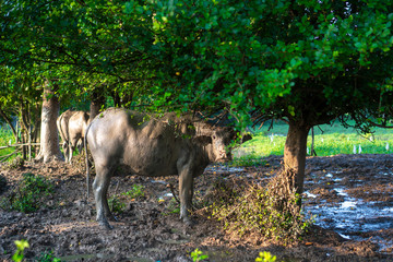 Asian water buffalo in farm field, Thailand