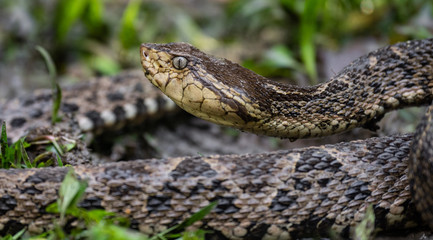 Fototapeta premium Fer-de-lance Viper Snake in Costa Rica 
