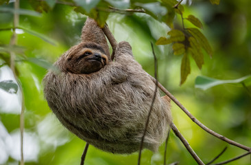 Sloth in Costa Rica  © Harry Collins