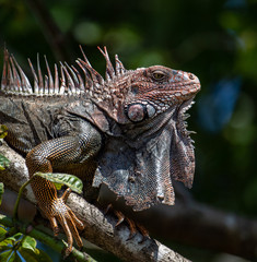 Obraz premium Iguana in Costa Rica 