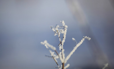 Flakes of snow on branch. Selective focus of Snowflake on tree during winter, shallow depth of field