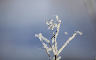 Flakes of snow on branch. Selective focus of Snowflake on tree during winter, shallow depth of field
